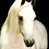 animals153.gif